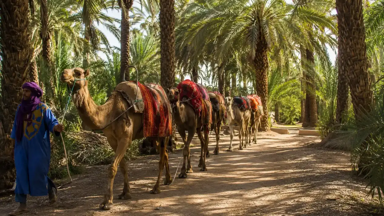 Dromadaires marchant dans la palmeraie de Marrakech guidés par un chamelier berbère